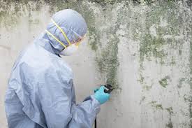 Why You Should Choose Our Mold Remediation Services in Alexandria, MN